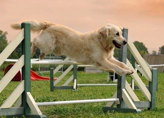 Introduction to Agility
