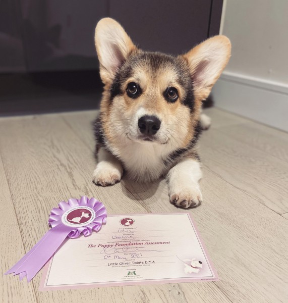 Puppy Foundation Hatfield Peverel Course