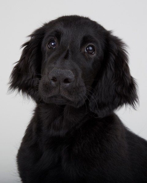 1-1 Puppy training package